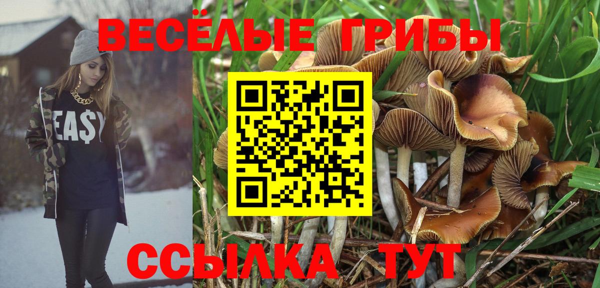 Галлюциногенные грибы Psilocybine cubensis  Галлюциногенные грибы мицелий  Кизилюрт 